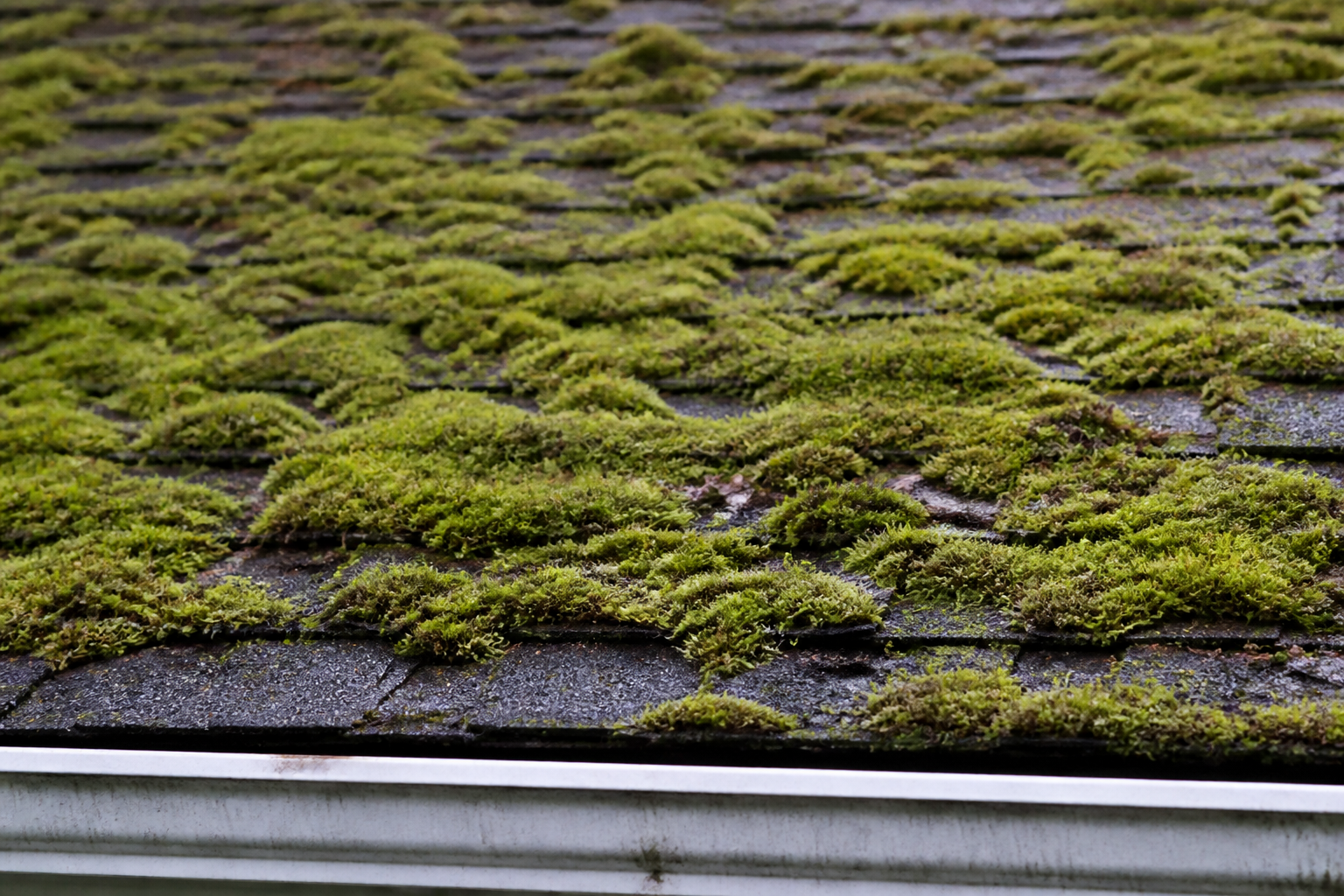 Tight technical failure detail before work on a roofing scenario typical of West Vancouver cottage homes